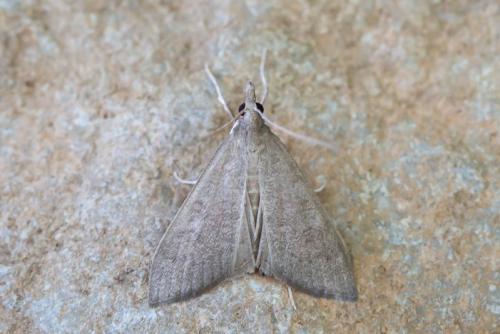 Réf. 298 150 : Mecyna asinalis